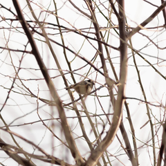 Periparus ater