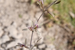 Bletia parkinsonii