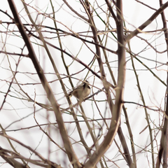 Periparus ater