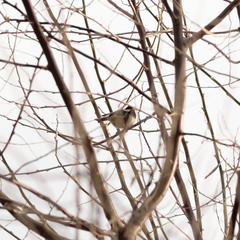 Periparus ater