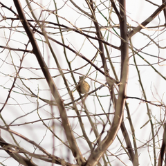 Periparus ater