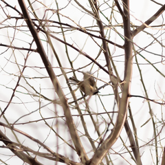 Periparus ater