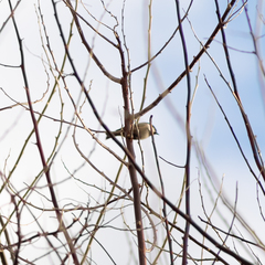 Periparus ater
