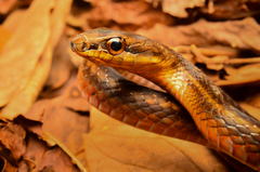 Mastigodryas melanolomus