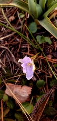 Romulea bulbocodium