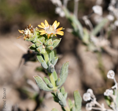 Delosperma fredericii