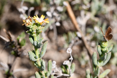 Delosperma fredericii