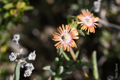 Delosperma fredericii