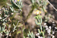 Delosperma fredericii