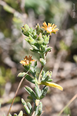 Delosperma fredericii