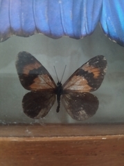 Lepidoptera