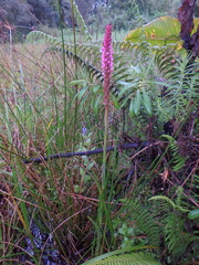 Satyrium crassicaule