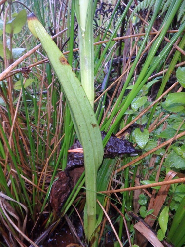 Satyrium crassicaule