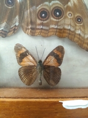 Lepidoptera