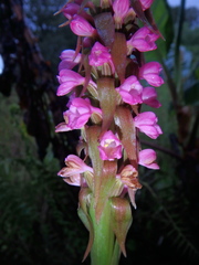 Satyrium crassicaule