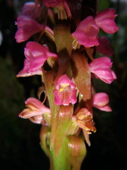 Satyrium crassicaule