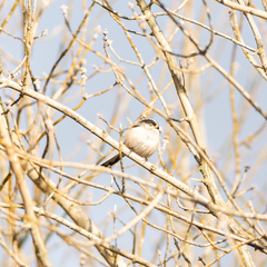 Aegithalos caudatus
