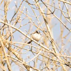 Aegithalos caudatus