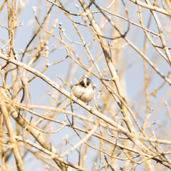 Aegithalos caudatus