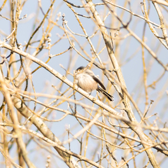 Aegithalos caudatus