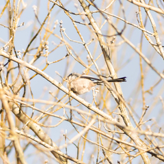 Aegithalos caudatus