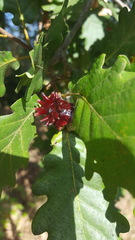 Andricus dentimitratus