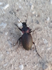 Carabus famini