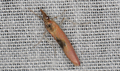 Canuza euspilella