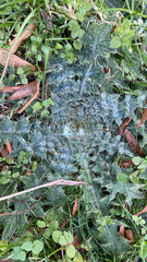 Cirsium vulgare
