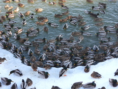Anas platyrhynchos