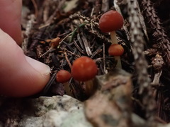 Marasmius croceus