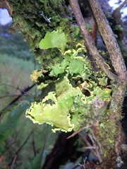 Crocodia