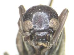 Lydomorphus