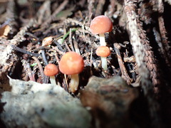 Marasmius croceus