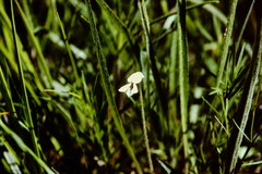 Viola vittata