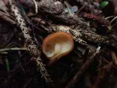Marasmius croceus