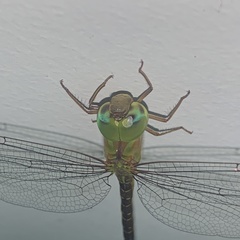Coryphaeschna