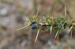 Berberis kaschgarica