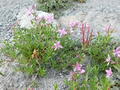 Chamaenerion colchicum