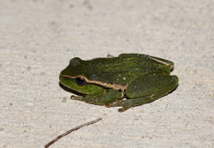 Ranoidea nudidigita
