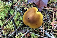 Tricholoma fumosoluteum