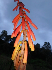 Kniphofia thomsonii