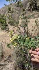Lonicera interrupta