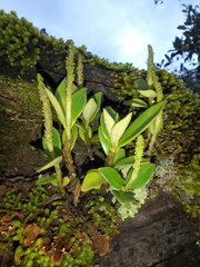 Peperomia abyssinica