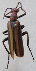 Pyrota decorata