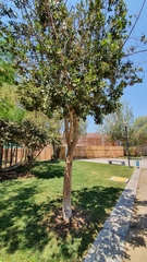 Beilschmiedia miersii