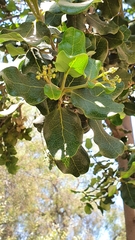 Beilschmiedia miersii