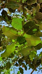 Beilschmiedia miersii