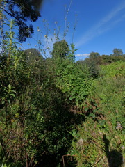 Dipsacus pinnatifidus