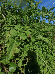 Dipsacus pinnatifidus
